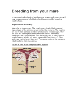 Breeding from your mare