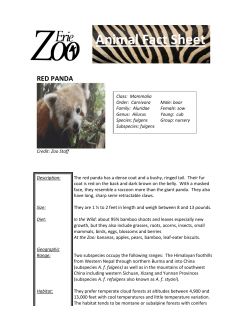 Animal Fact Sheet RED PANDA