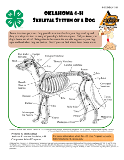 Oklahoma 4-H SKELETAL SYSTEM OF A DOG