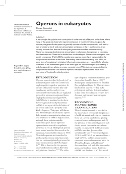 Operons in eukaryotes