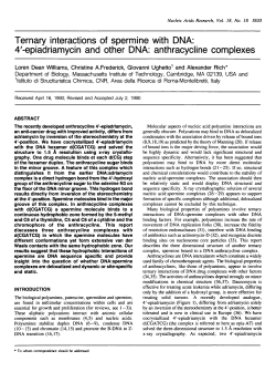 4`-epiadriamycin and other DNA: anthracycline