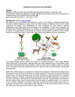 Designing Food Chains and Food Webs