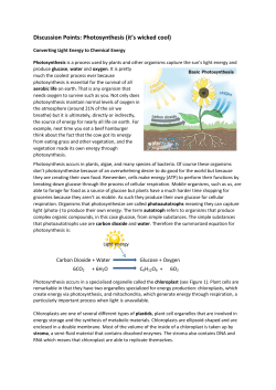 Discussion Points: Photosynthesis (it`s wicked cool)