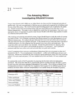 21 The Amazing Maize