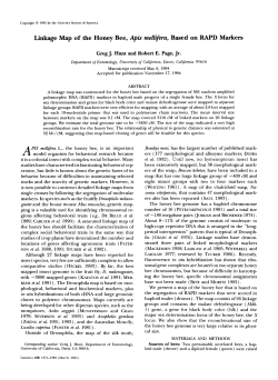 Linkage Map of the Honey Bee, APis meZZijkra, Based on RAPD
