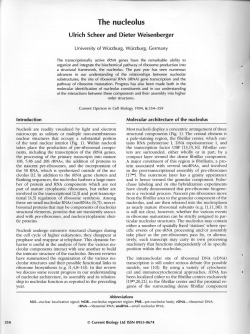 The nucleolus - OPUS W&uuml;rzburg