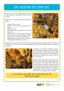 Some Interesting Facts About Bees