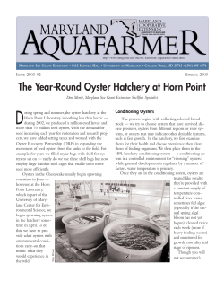 The Year-Round Oyster Hatchery at Horn Point