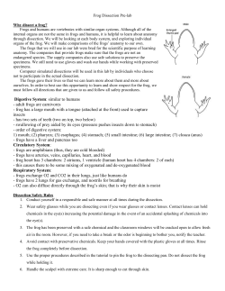 Digestive System: similar to humans - adult frogs are