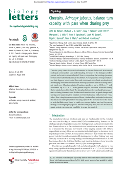 Cheetahs, Acinonyx jubatus, balance turn capacity with pace when