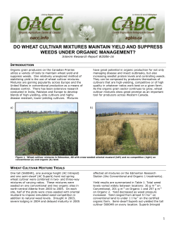 Do wheat cultivar mixtures maintain yield and suppress weeds