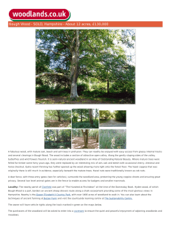 Bough Wood - SOLD, Hampshire