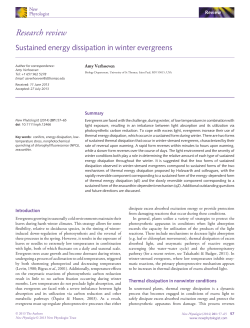 Sustained energy dissipation in winter evergreens