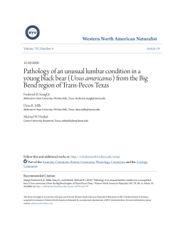 from the Big Bend region of Trans-Pecos Texas