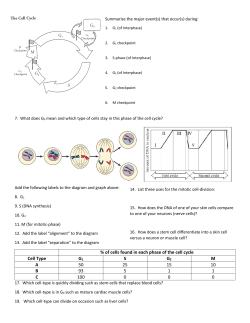 of cells found in each phase of the cell cycle Cell Type G1 S G2 MA