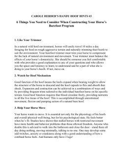 6 Things You Need to Consider When Constructing Your Horse`s