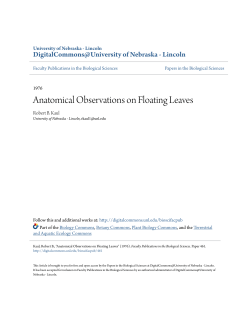 Anatomical Observations on Floating Leaves