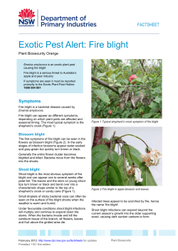 Exotic Pest Alert: Fire blight - NSW Department of Primary Industries