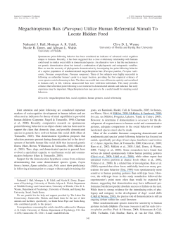 Megachiropteran Bats (Pteropus) Utilize Human Referential Stimuli