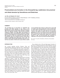 Proximodistal axis formation in the Drosophila leg