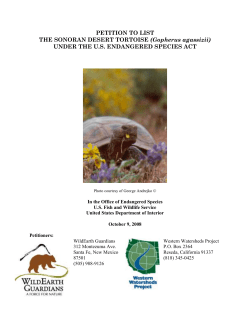 Sonoran Desert Tortoise