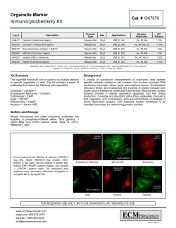 Organelle Marker Immunocytochemistry Kit