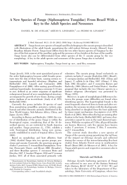 A New Species of Tunga (Siphonaptera: Tungidae) From Brazil With