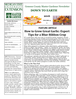 How to Grow Great Garlic: Expert Tips for a Blue