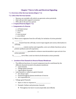 Chapter 7 Nerve Cells and Electrical Signaling