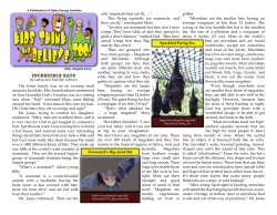 Incredible Bats - Alpha Omega Institute