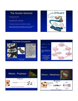 The Human Genome