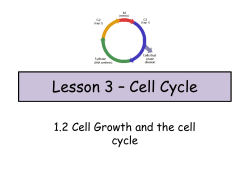 Lesson 3 &ndash; Cell Cycle
