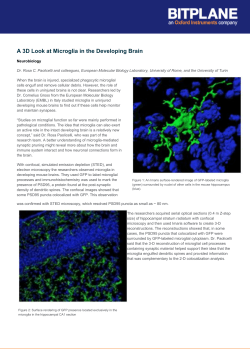 A 3D Look at Microglia in the Developing Brain
