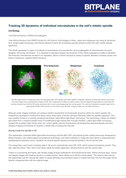 Tracking 3D dynamics of individual microtubules in the