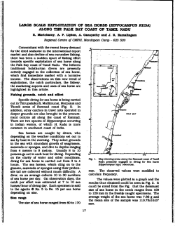 LARGE SCALE EXPLOITATION OF SEA HORSE [HIPPOCAMPUS