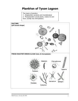 Plankton of Tyson Lagoon