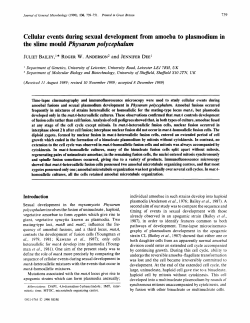 Cellular events during sexual development from