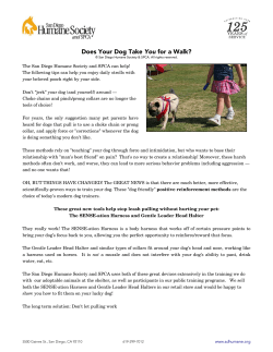 Does Your Dog Take You for a Walk?