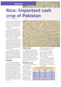 Rice: Important cash crop of Pakistan