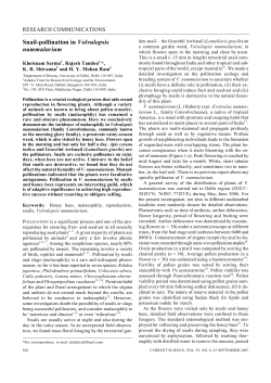 Snail-pollination in Volvulopsis nummularium
