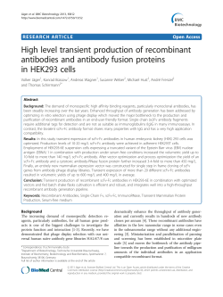 High level transient production of recombinant antibodies and