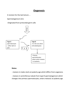Oogenesis