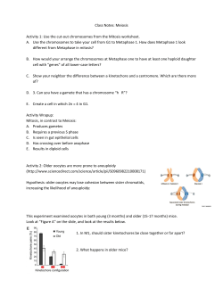 Class Notes: Meiosis Activity 1: Use the cut-out