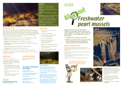 Freshwater pearl mussels - Scottish Natural Heritage