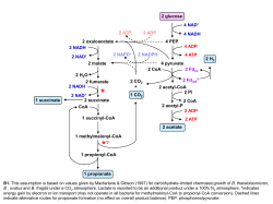 2 glucose 4 pyruvate 4 NAD+ 4 NADH 2 Pi 2 acetyl-CoA 4