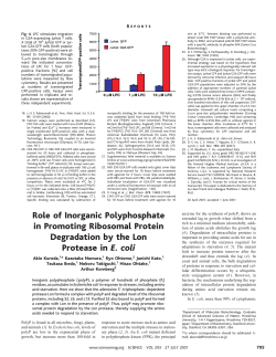 Role of Inorganic Polyphosphate in Promoting Ribosomal Protein