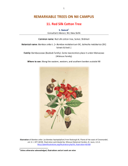 Red Silk Cotton