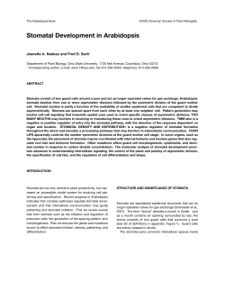 Stomatal Development in Arabidopsis