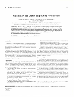 Calcium in sea urchin egg during fertilization