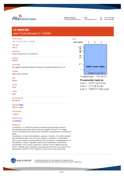 LF-MA0182 anti-Cytochrome C (14G6)
